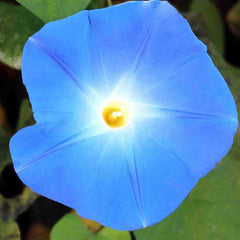 Morning Glory, Heavenly Blue Seeds, 1.9g