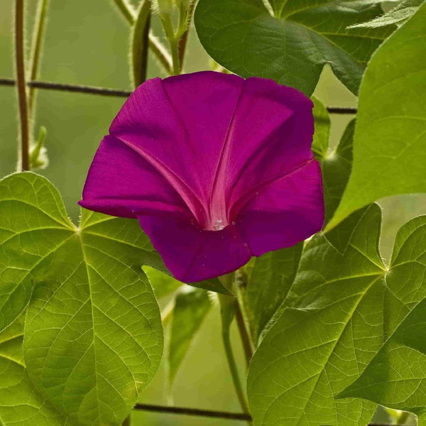 Morning Glory, Scarlet O'Hara Seeds, 1.4g