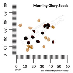 Morning Glory, Heavenly Blue Seeds, 1.9g