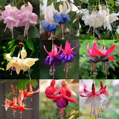 Fuchsia Flowers Seeds Dancing Elf Bonsai