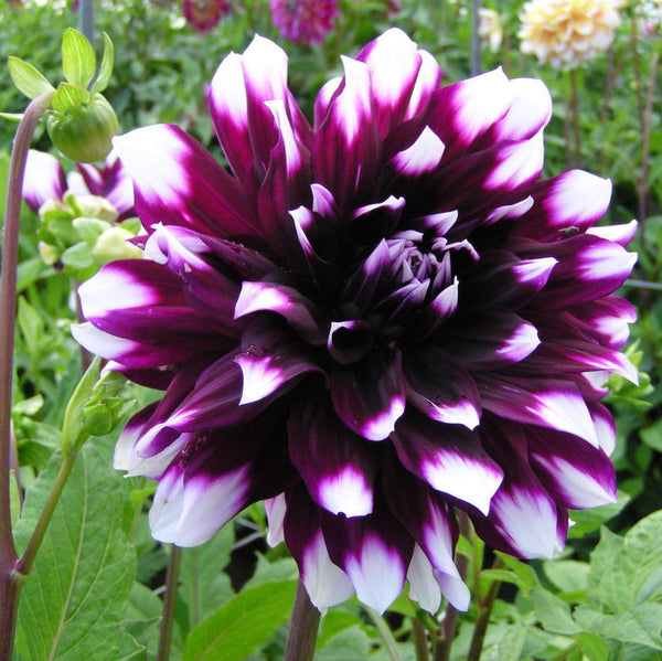 Dahlia Mystery Day Bulbs Perennial Growing Bonsai Roots Rhizomes Corms Tubers Potted Planting Reblooming Fragrant Garden Species Blooms Flower Seeds Plant Gardening