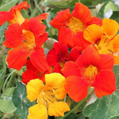 Nasturtium, Alaska Mixed Colors Seeds, 4.4g