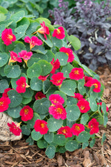 Baby Rose