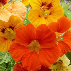 Nasturtium, Tall Single Mixed Colors Seeds, 4.4g