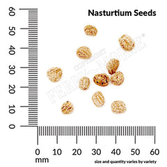 Nasturtium, Jewel Mixed Colors Seeds, 4.2g