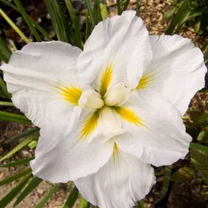 Japanese Iris - Gold Bound