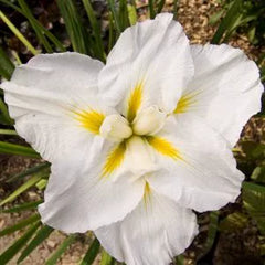 Japanese Iris - Gold Bound