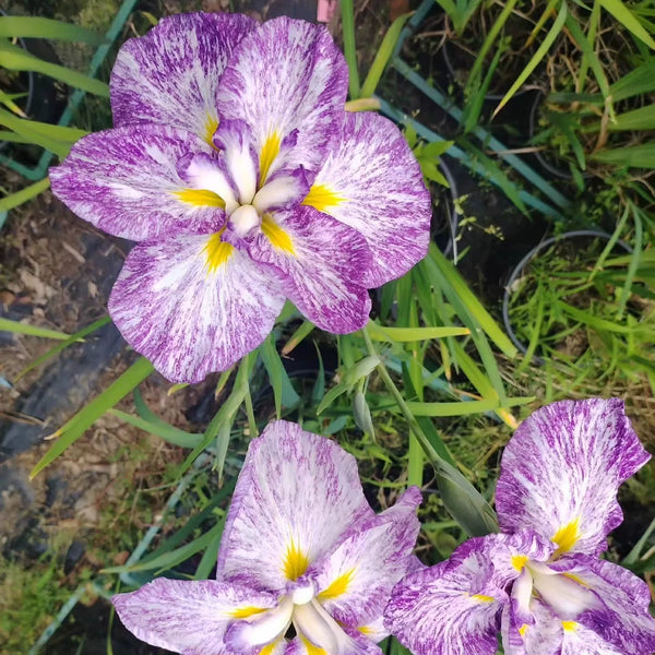 Japanese Iris - Dinner Plate Harlequinesque