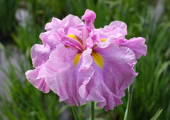 Dream Beauty DJapanese Iris Growing Bonsai Bulbs Roots Rhizomes Corms Tubers Potted Planting Reblooming Fragrant Garden Flower Seeds Plant