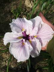 KATRINA  Japanese Iris Growing Bonsai Bulbs Roots Rhizomes Corms Tubers Potted Planting Reblooming Fragrant Garden Flower Seeds Plant
