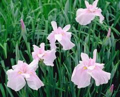 Japanese Iris - Pink Lady