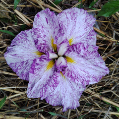 Japanese Iris - Dinner Plate Harlequinesque - Seedsplant