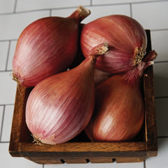 Davidor Shallot