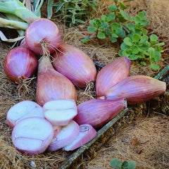 Conservor Shallot