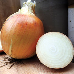 Cortland Onion
