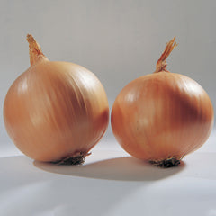 Cortland Onion