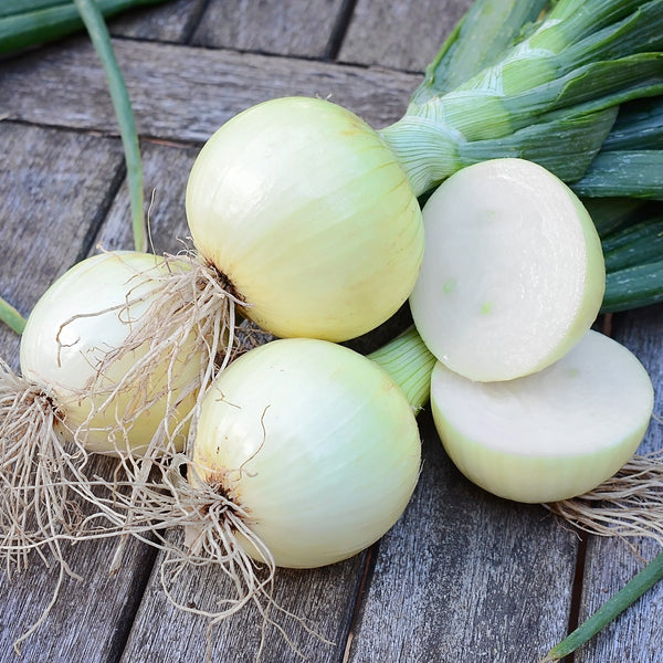 Cortland Onion