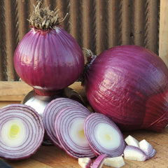 Red Bull Onion