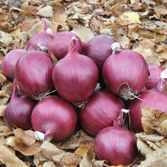 Red Bull Onion