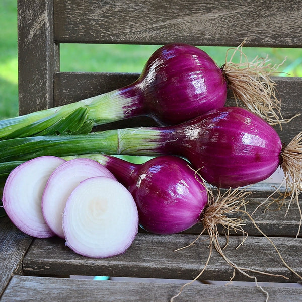 Red Bull Onion