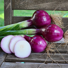 Red Bull Onion