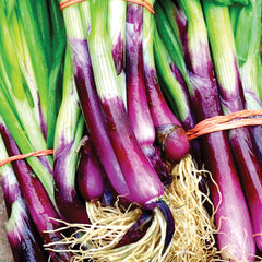 Red Baron Onion