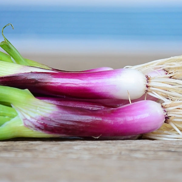 Red Baron Onion