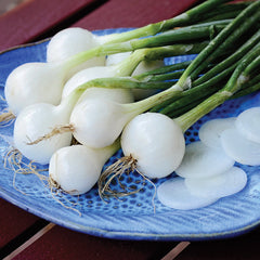 Pacific Pearl Onion