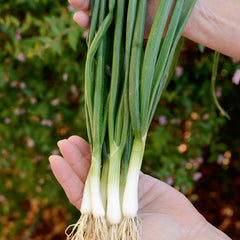 White Lisbon Onion