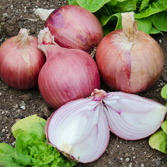 Blush Onion Plants