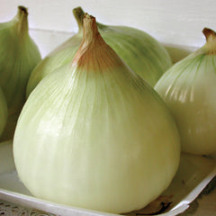 Walla Walla Onion