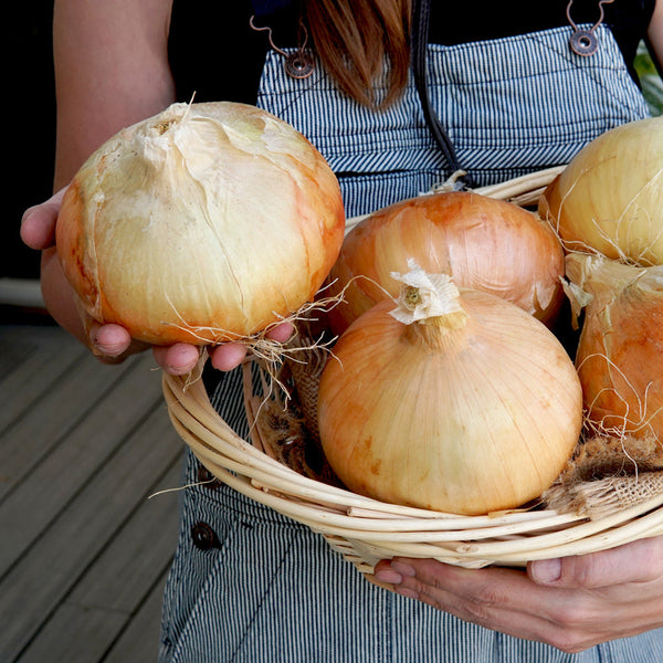 Walla Walla Onion