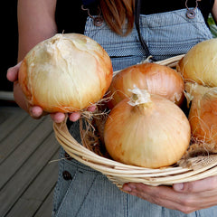 Walla Walla Onion