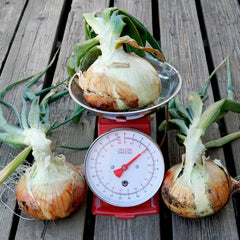 Walla Walla Onion