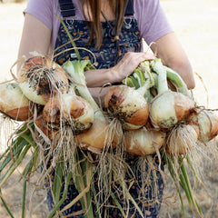 Walla Walla Onion