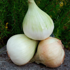 Walla Walla Onion