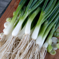 Marksman Onion