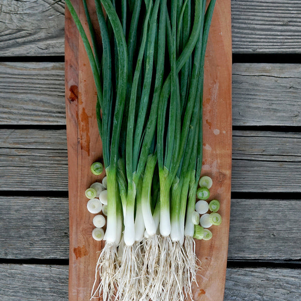 Marksman Onion