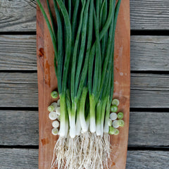 Marksman Onion