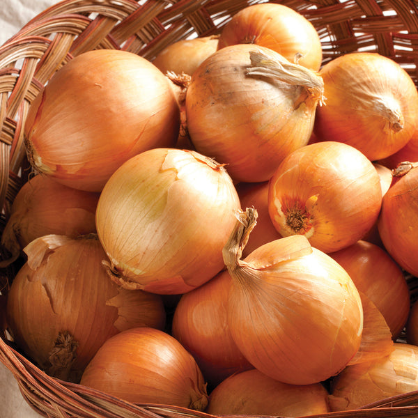 Hi-Keeper Onion