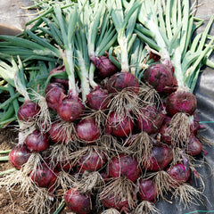 Red Spring Onion