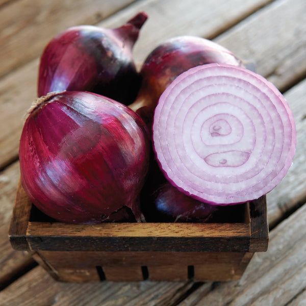 Red Spring Onion