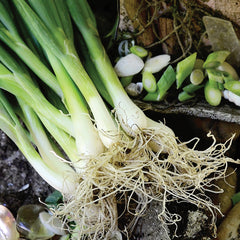 Summer Island Onion