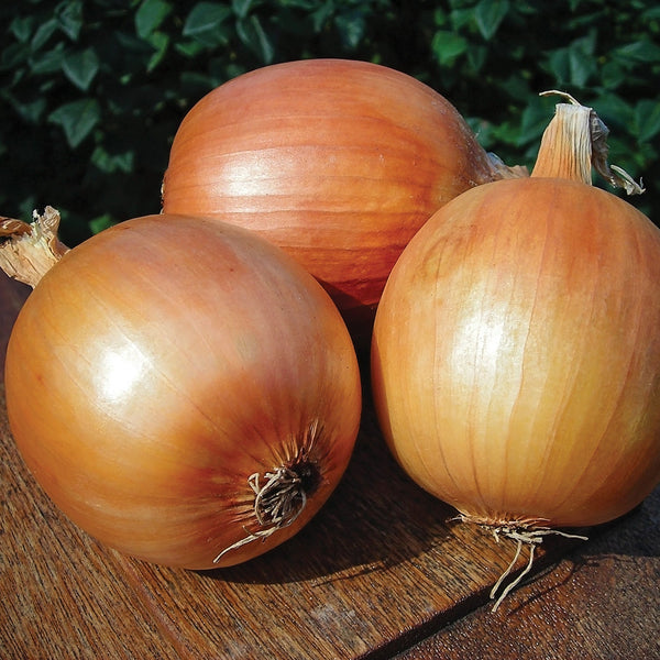 Patterson Onion Plants