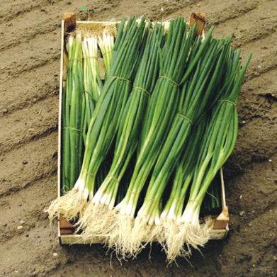 Parade Onion