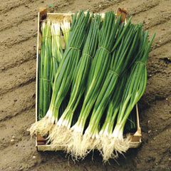 Parade Onion