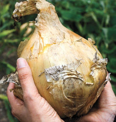 Kelsae