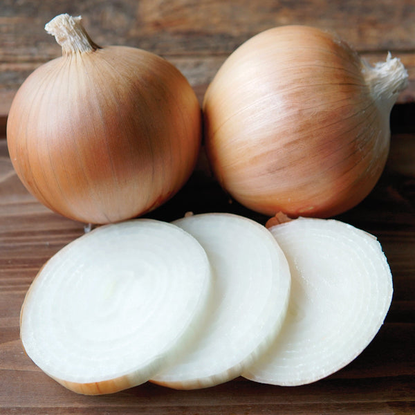 Ovation Onion