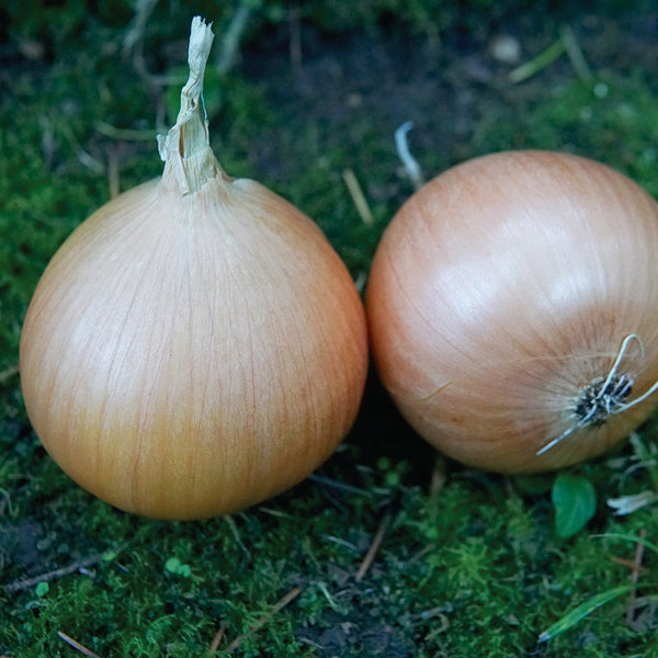 Oneida Onion