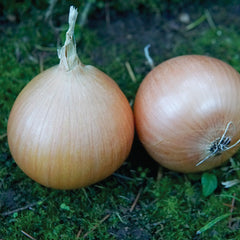 Oneida Onion